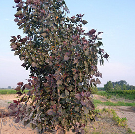 Тополь дельтовидный 'Пурпл Тауэр'