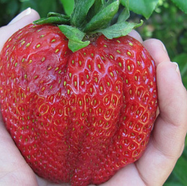 Земляника (клубника) 'Кисс Неллис'