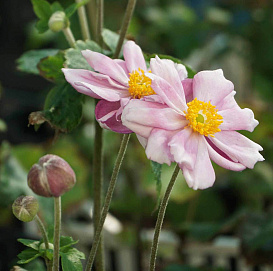 Анемона японская 'Кенигин Шарлотта'