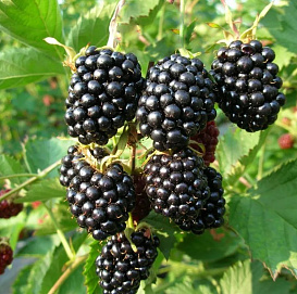 Ежевика 'Вошито'