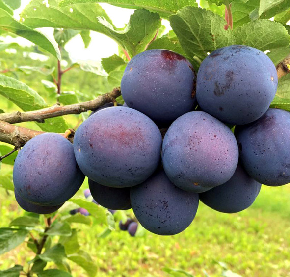 Слива 'Кромань'