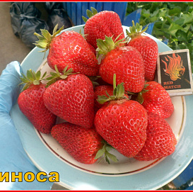 Земляника (клубника) 'Линоса'
