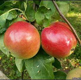 Яблоня домашняя 'Конфетное'