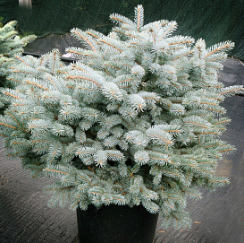 Ель колючая Глаука Глобоза (Glauca Globosa)