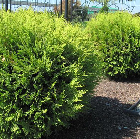 Туя западная 'Глобоза Аурея'