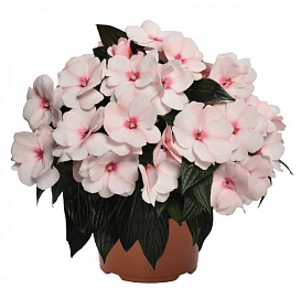 Бальзамин новогвинейский 'Магнум Вайт Блаш' (бело-розовый)