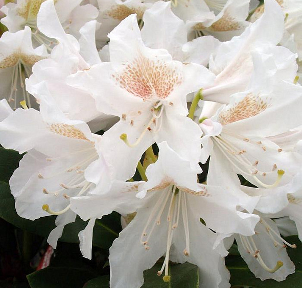 Рододендрон гибридный 'Плисен Вайт' (белый)