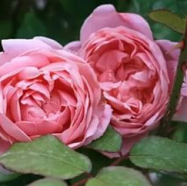 Роза 'Коттедж Роуз' (парковая, шраб) (розовая)