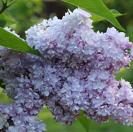 Сирень обыкновенная 'Виктор Лемуан' (лилово - голубая)