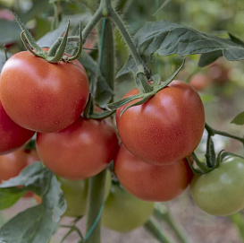 Томат 'Сибирский скороспелый'