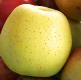 Яблоня домашняя 'Голден Делишес'