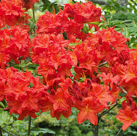 Рододендрон 'Бриллиант' 