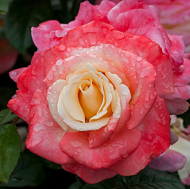 Роза 'Фиджи' (чайно-гибридная) ( желто-красная)