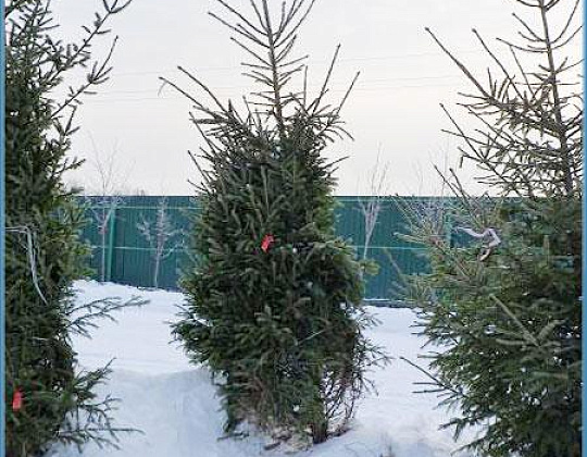 Фотоальбом Хвойные деревья с комом для зимней посадки. Ель, сосна. Фотография 2