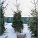Фотоальбом Хвойные деревья с комом для зимней посадки. Ель, сосна. Фотография 2