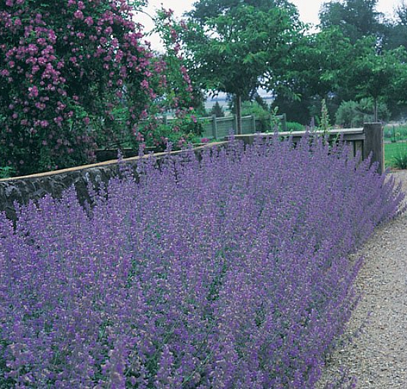 Котовник Фассенa 'Сикс Хиллз Гиант'