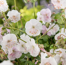 Герань кантабрийская 'Сент Ола'