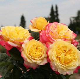 Роза 'Кордес Юбилей' (чайно-гибридная) (желто-красные)