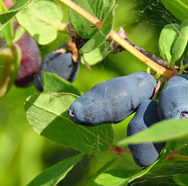 Жимолость съедобная 'Альтаир'