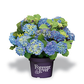 Гортензия крупнолистная 'Форевер энд Эвер'