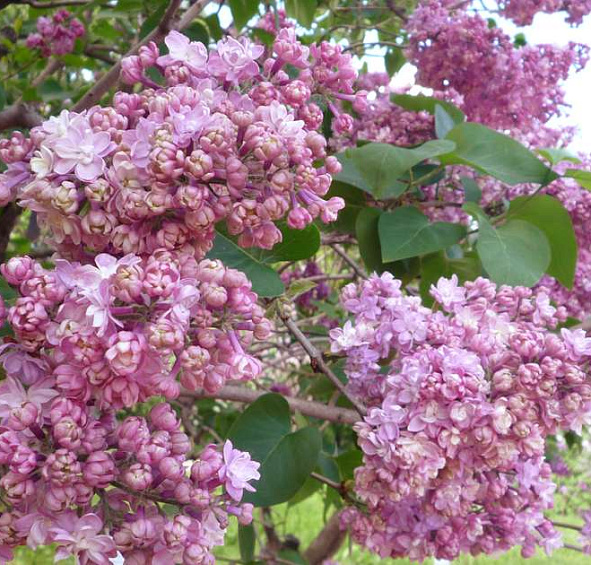 Сирень обыкновенная 'Память о Вехове' (розовая)