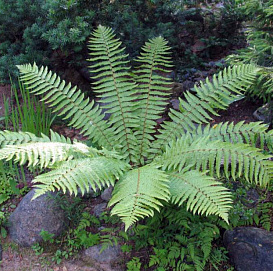 Щитовник(папоротник) толстокорневищный