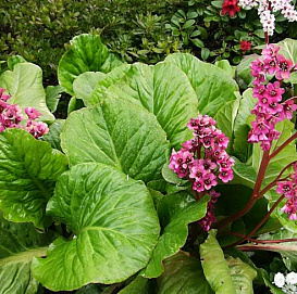 Бадан толстолистный (бергения)