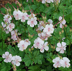 Герань кантабрийская Биколор