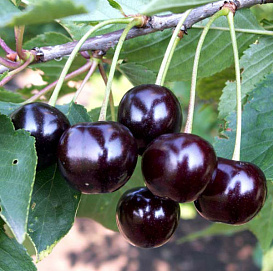 Вишня обыкновенная 'Антрацитовая'
