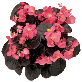 Бегония изящная 'Найтлайф Брайт Роуз' (темно-розовая с темным листом)