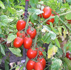 Томат 'Новичок'