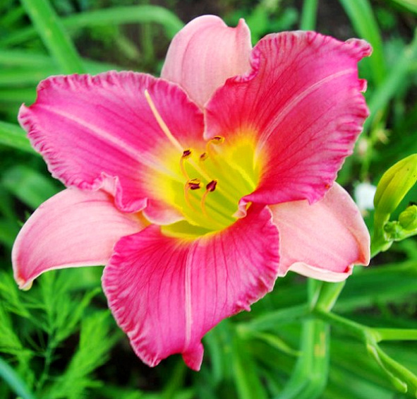 Лилейник гибридный 'Файнал Тач'