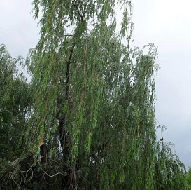 Ива плакучая 'Бланда'