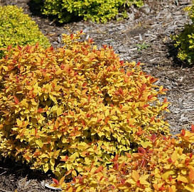 Спирея японская 'Зен Спирит Голд'