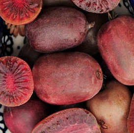 Актинидия Коломикта 'Сиреневый туман'