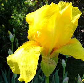 Ирис германский (бородатый) 'Олимпийский'