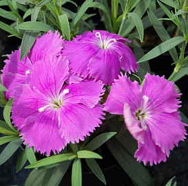 Гвоздика китайская 'Диана Блюберри' (темно-лиловая)