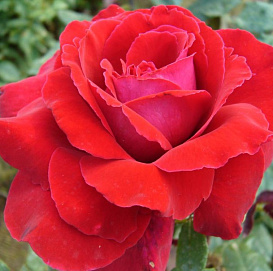 Роза 'Виншотен' (чайно-гибридная)