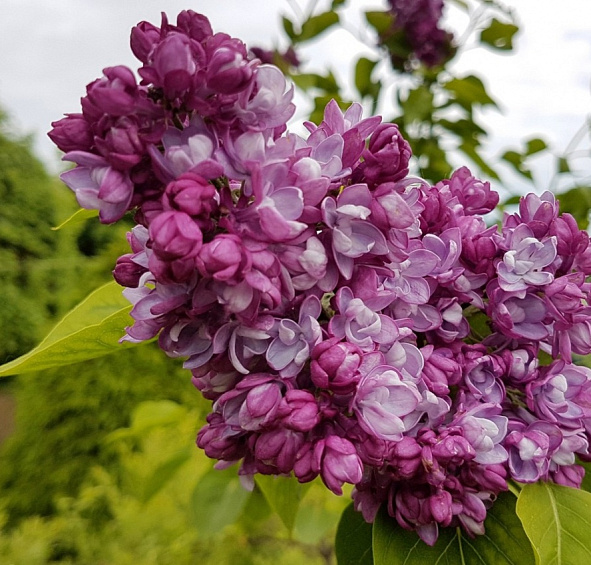 Сирень обыкновенная 'Олимпиада Колесникова' (розово- лиловая)