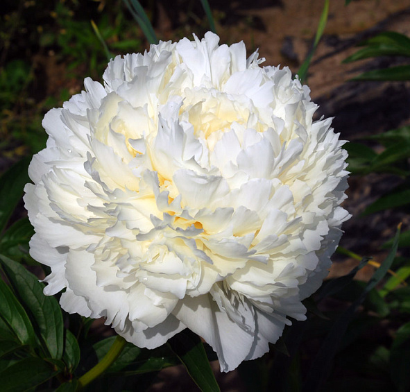 Пион молочноцветковый 'Боул оф Крим' (белый)