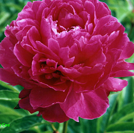 Пион молочноцветковый 'Джей Си'