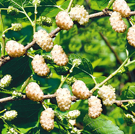 Шелковица белая 'Смуглянка'