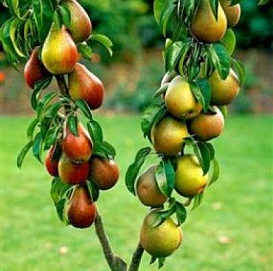 Груша колоновидная