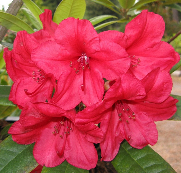 Рододендрон гибридный 'Вулкан Флэйм' (красный)