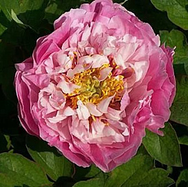 Пион древовидный 'Колорфул батерфлай' (розовый с белым)