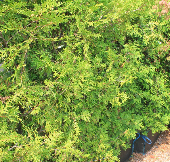 Туя западная 'Брабант' блоки ж/и 140х100х40