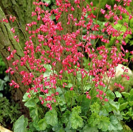 Гейхера кроваво-красная 'Ред Спанглз'