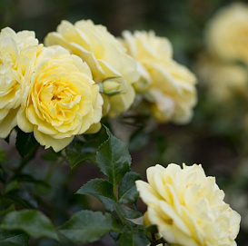 Роза 'Солеро' (флорибунда) (кремово - желтая)