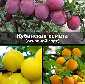Алыча 'Кубанская комета\ Гек\ Сонейка'