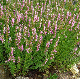 Иссоп лекарственный 'Розеус'